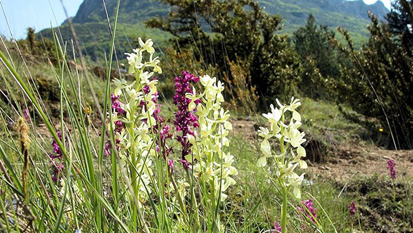 orchidées dans les garrigues de la Serre